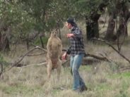 En man räddar sin hund från en känguru, men SEDAN GÖR någonting fult