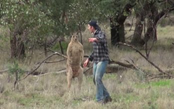 En man räddar sin hund från en känguru, men SEDAN GÖR någonting fult
